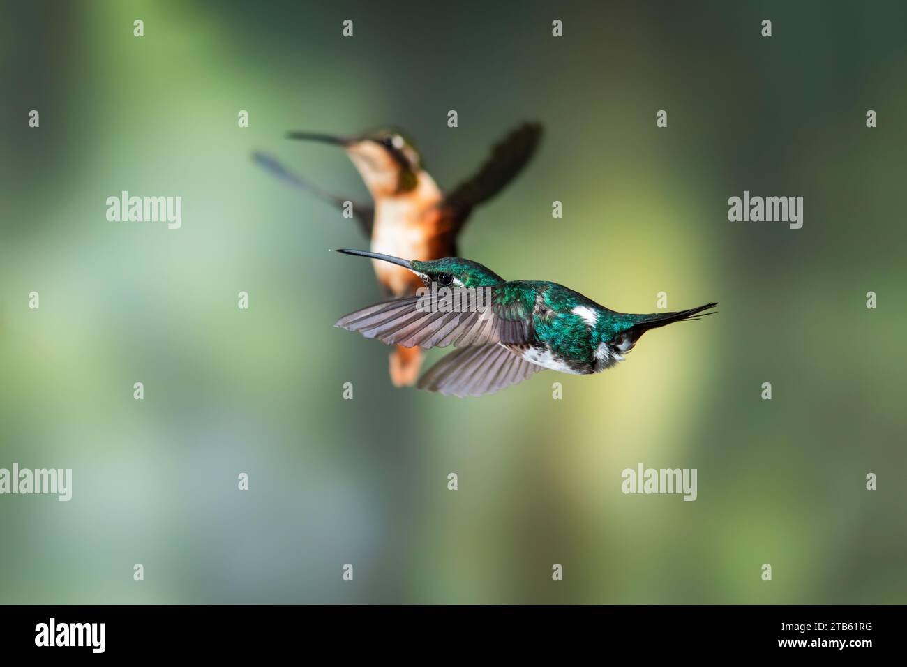 Ein männlicher (vordergründiger) und weiblicher weißbauchiger Holzstern (Chaetocercus mulsant), der vor einem schlichten Hintergrund am Feeder schwebt. Stockfoto