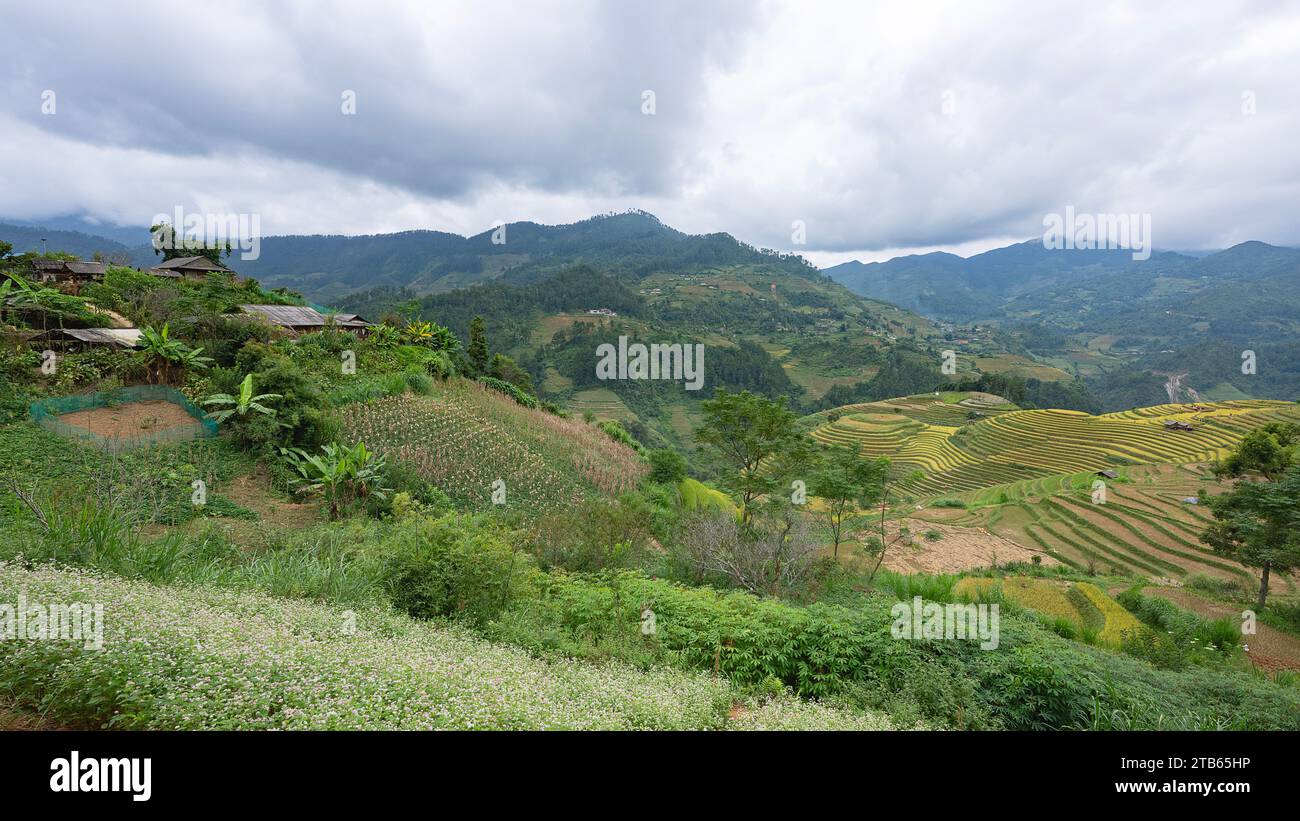 Landschaft mit grünen und gelben Reisterrassen und bewölktem Himmel in der Nähe der Provinz Yen Bai, Nordvietnam Stockfoto