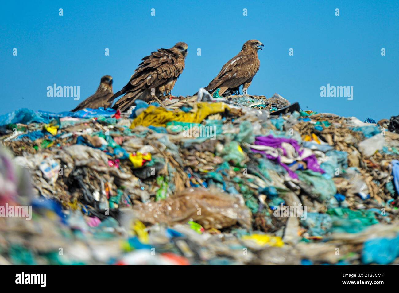 Falcon Hawks suchen nach Essen in Sylhets Mülldeponie Parairchak in Sylhet. Sie spielen auch eine Rolle im ökologischen Zyklus. Der Falke ist ein täglicher Raubvogel in der Familie Falconidae der Klasse Cuculiformes. Von den 9 Arten in Bangladesch sind 5 Arten wandernd. Unter ihnen gilt der Dünenfalkenvogel als fast ausgestorbene Vogelart in der Tierwelt. Falcon Hawks sind auch für viele Bauern ein großer Gewinn, denn sie töten Millionen von Tieren und Insekten, die die Ernte zerstören. Sylhet, Bangladesch. Stockfoto