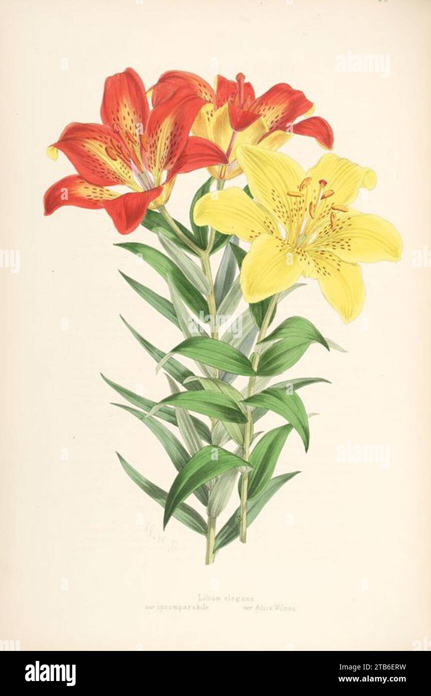 Walter Hood Fitch, Illustration von Lilium x elegans (1880). Stockfoto