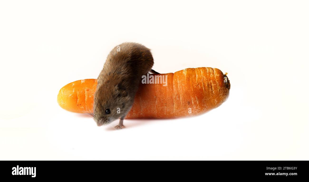Mäuse schädigen Gemüse in Gemüselagern schwer. Rote Wühlmaus und Karotte auf weißem Hintergrund Stockfoto