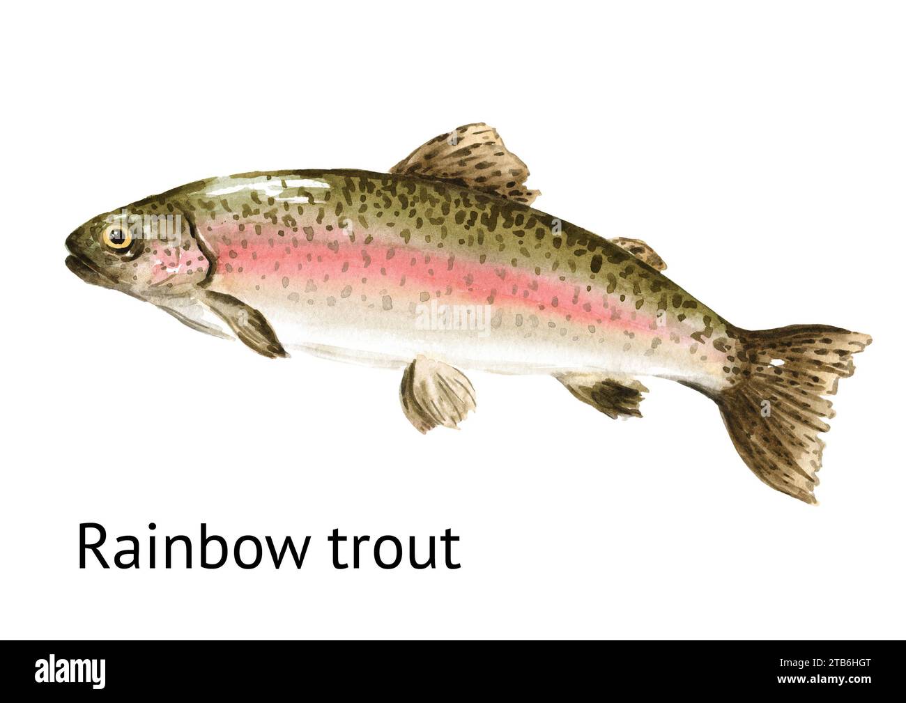 Frische lebende schwimmende Regenbogenforellen (Oncorhynchus mykiss). Handgezeichnete Aquarellillustration, isoliert auf weißem Hintergrund Stockfoto