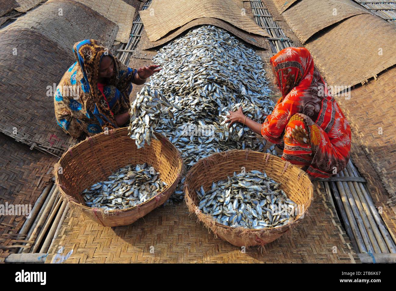 Die Arbeiter sind mit der Verarbeitung von getrocknetem Fisch in der Region Lama Kazi in Sylhet beschäftigt. Jedes Jahr, wenn die Wintersaison kommt, werden die kleinen Fischarten, die im lokalen Flusskanal Bilhaor gefangen werden, zu Großhandelspreisen gekauft, getrocknet und an Großhändler in verschiedenen Teilen des Landes verkauft, mit einem geschätzten Wert von Hunderten von Kronen Taka. Rund 70 Geschäftsleute bauen an bestimmten Orten Lofts, um Waren zu trocknen. 1500 bis 2000 Personen sind an der Trocknung von Waren beteiligt. Sylhet, Bangladesch. Stockfoto