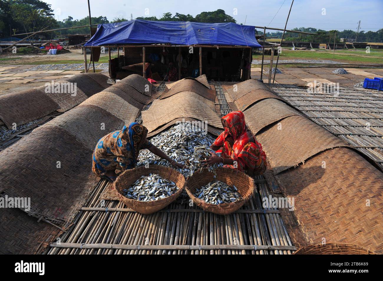Die Arbeiter sind mit der Verarbeitung von getrocknetem Fisch in der Region Lama Kazi in Sylhet beschäftigt. Jedes Jahr, wenn die Wintersaison kommt, werden die kleinen Fischarten, die im lokalen Flusskanal Bilhaor gefangen werden, zu Großhandelspreisen gekauft, getrocknet und an Großhändler in verschiedenen Teilen des Landes verkauft, mit einem geschätzten Wert von Hunderten von Kronen Taka. Rund 70 Geschäftsleute bauen an bestimmten Orten Lofts, um Waren zu trocknen. 1500 bis 2000 Personen sind an der Trocknung von Waren beteiligt. Sylhet, Bangladesch. Stockfoto