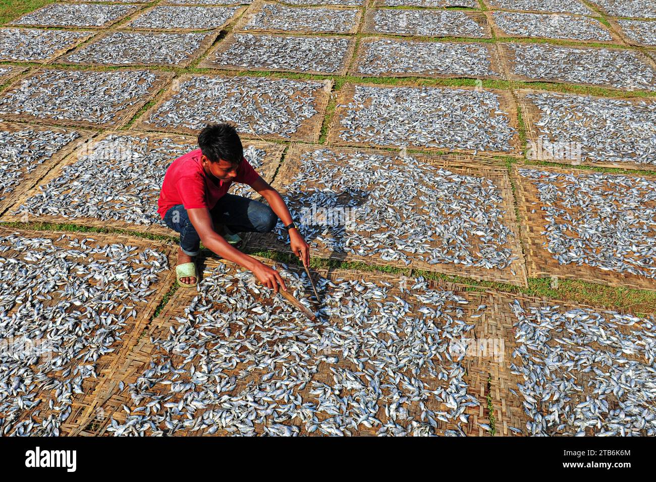 Die Arbeiter sind mit der Verarbeitung von getrocknetem Fisch in der Region Lama Kazi in Sylhet beschäftigt. Jedes Jahr, wenn die Wintersaison kommt, werden die kleinen Fischarten, die im lokalen Flusskanal Bilhaor gefangen werden, zu Großhandelspreisen gekauft, getrocknet und an Großhändler in verschiedenen Teilen des Landes verkauft, mit einem geschätzten Wert von Hunderten von Kronen Taka. Rund 70 Geschäftsleute bauen an bestimmten Orten Lofts, um Waren zu trocknen. 1500 bis 2000 Personen sind an der Trocknung von Waren beteiligt. Sylhet, Bangladesch. Stockfoto