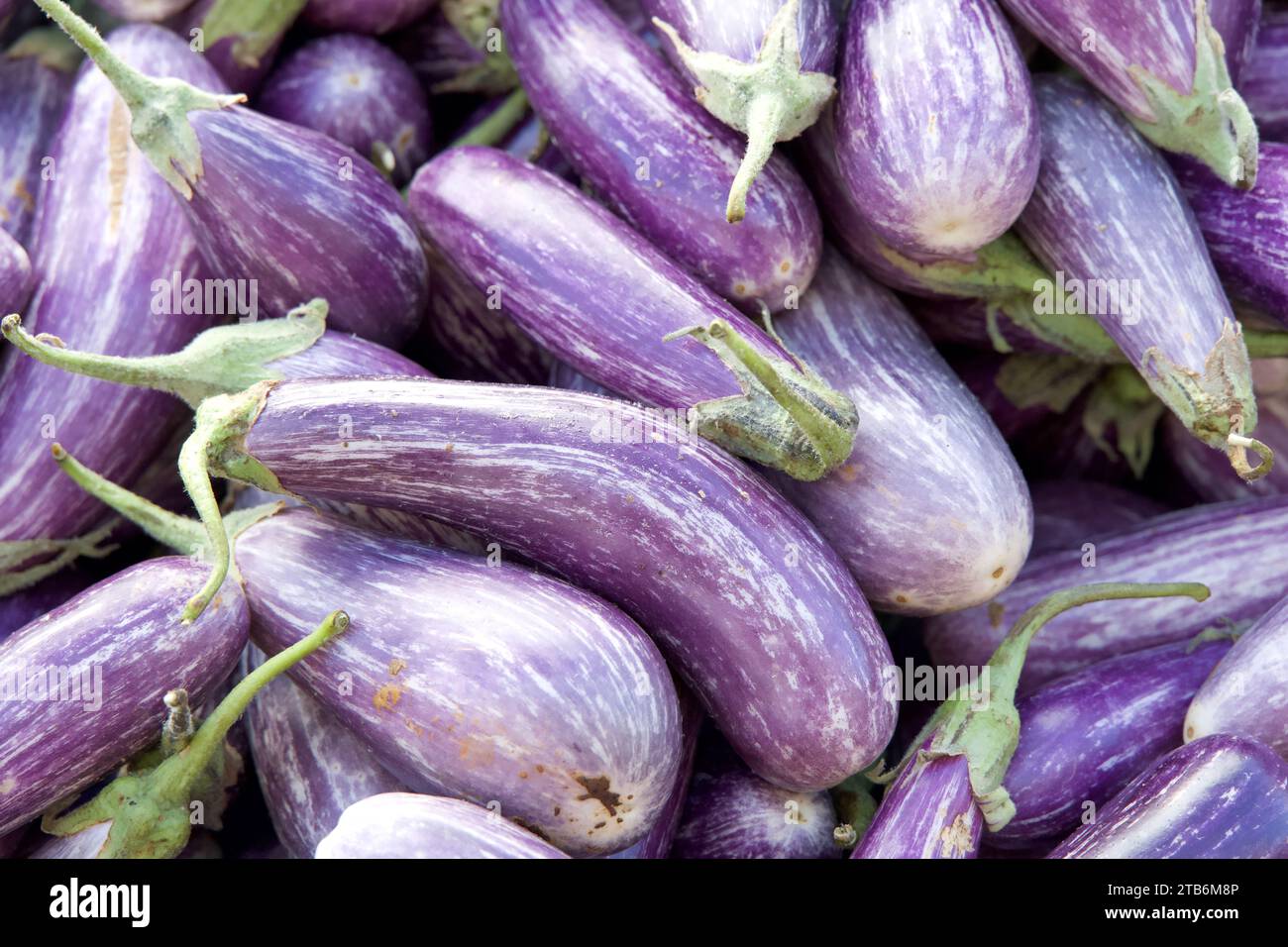 Nahaufnahme von frisch gepflückten Eierpflanzen auf dem Bauernmarkt. Stockfoto