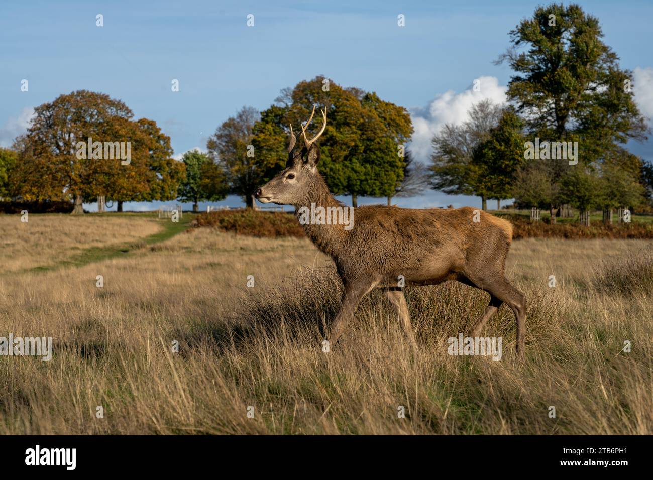 Hirsche im Richmond Park, London, Tierwelt der Stadt Stockfoto
