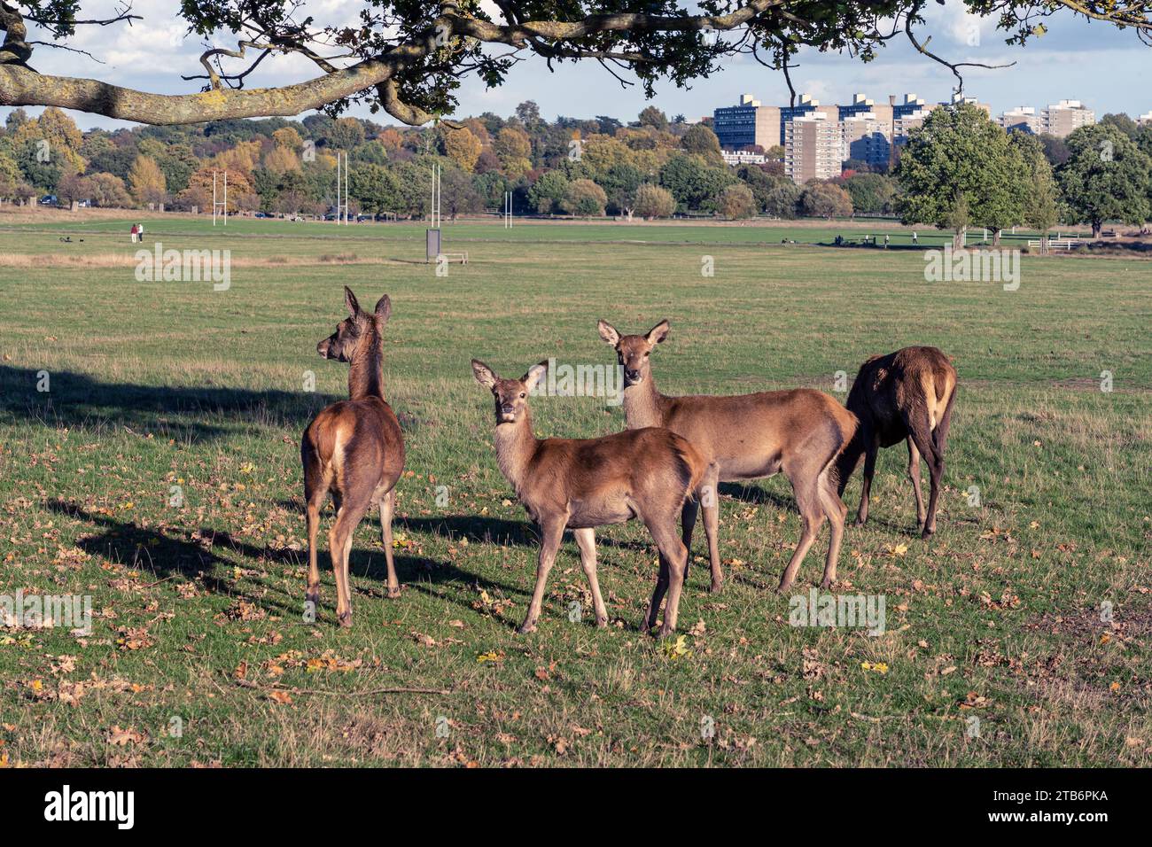Hirsche im Richmond Park, London, Tierwelt der Stadt Stockfoto