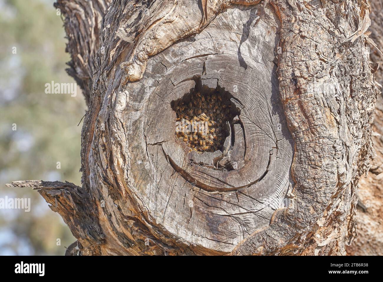 Ein wilder europäischer oder westlicher Bienenstock, APIs mellifera in einer Eukalyptushohlung im australischen Busch Stockfoto
