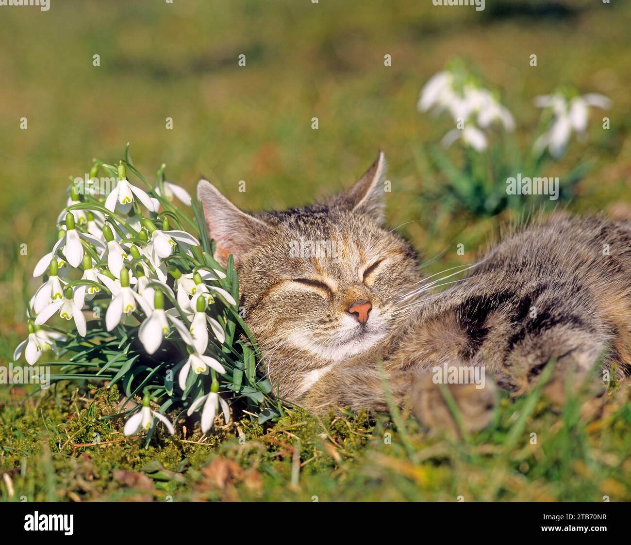 Katze schläft auf einer Frühlingswiese, Kopf gegen einen Haufen Schneeglöckchen gestützt. Federermüdung. Humorvolles Haustier Stockfoto