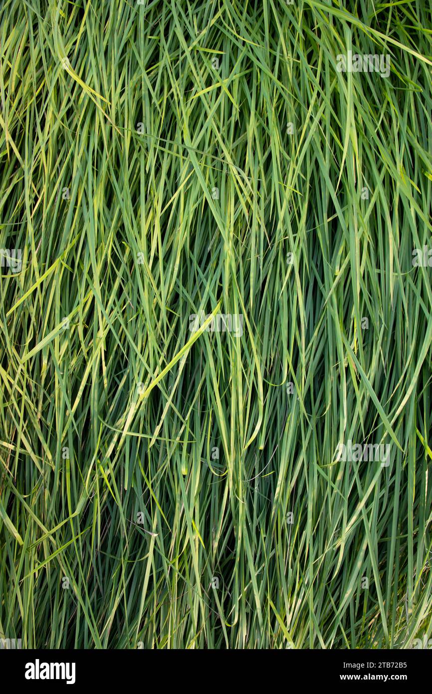 Vertikale Ansicht von Grün langes Gras abstrakte Musterstruktur kann als natürliche Hintergrundtapete verwendet werden Stockfoto