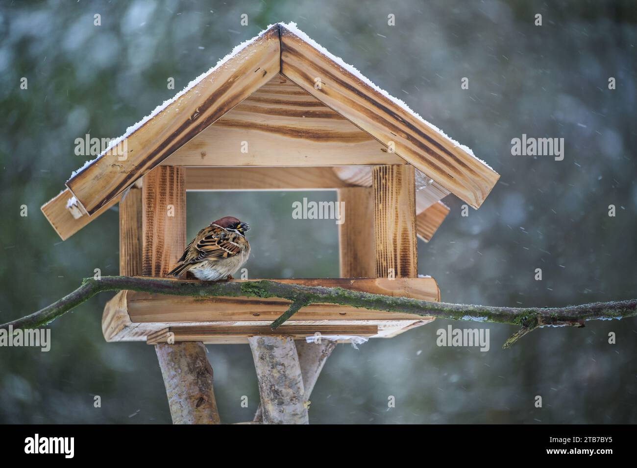 Verfluchter Baumsperling sitzt in einem hölzernen Vogelfutterhaus und isst an einem kalten, schneereichen Wintertag Sonnenblumenkerne, Kopierraum, ausgewählter Fokus, Stockfoto