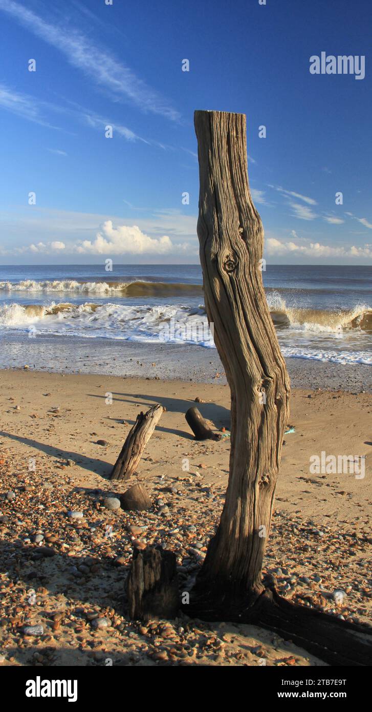 Treibholzstumpf am Covehithe Beach, Suffolk Stockfoto