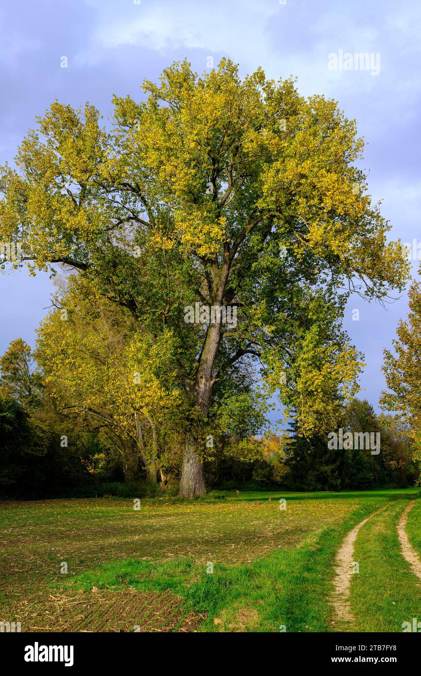 Mächtiger Baum auf einer Wiese im Herbst, ländliche Umgebung mit Feldweg bei Ehingen an der Donau, Baden-Württemberg, Deutschland. Stockfoto