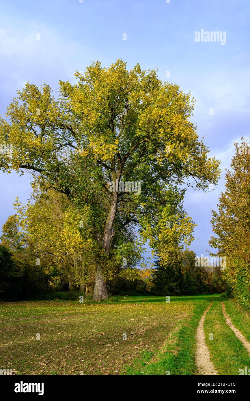 Mächtiger Baum auf einer Wiese im Herbst, ländliche Umgebung mit Feldweg bei Ehingen an der Donau, Baden-Württemberg, Deutschland. Stockfoto