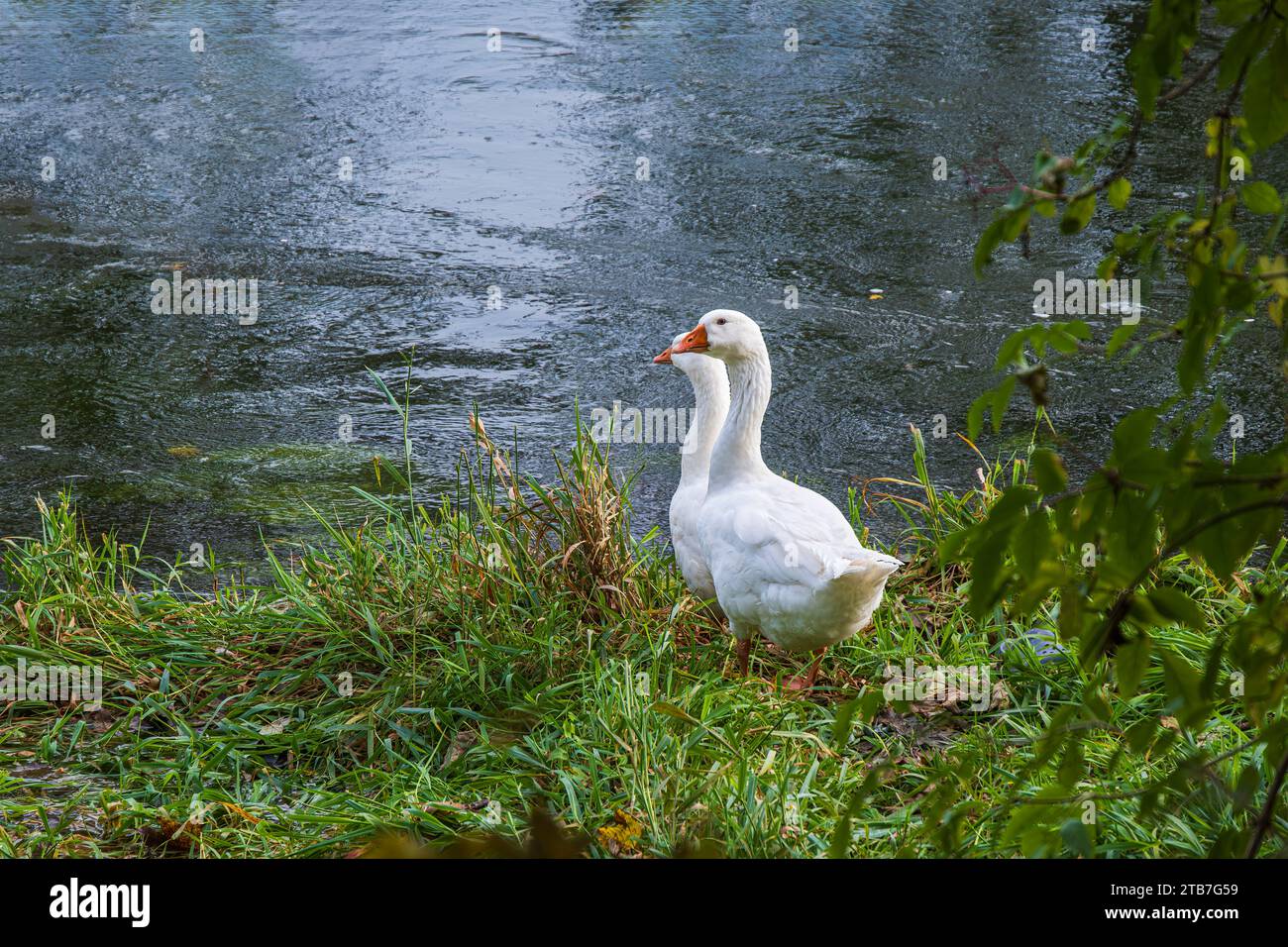 Ein Paar Gänse am Rand eines Gewässers, am Ufer der Donau, Berg, Ehingen, Baden-Württemberg, Deutschland. Stockfoto