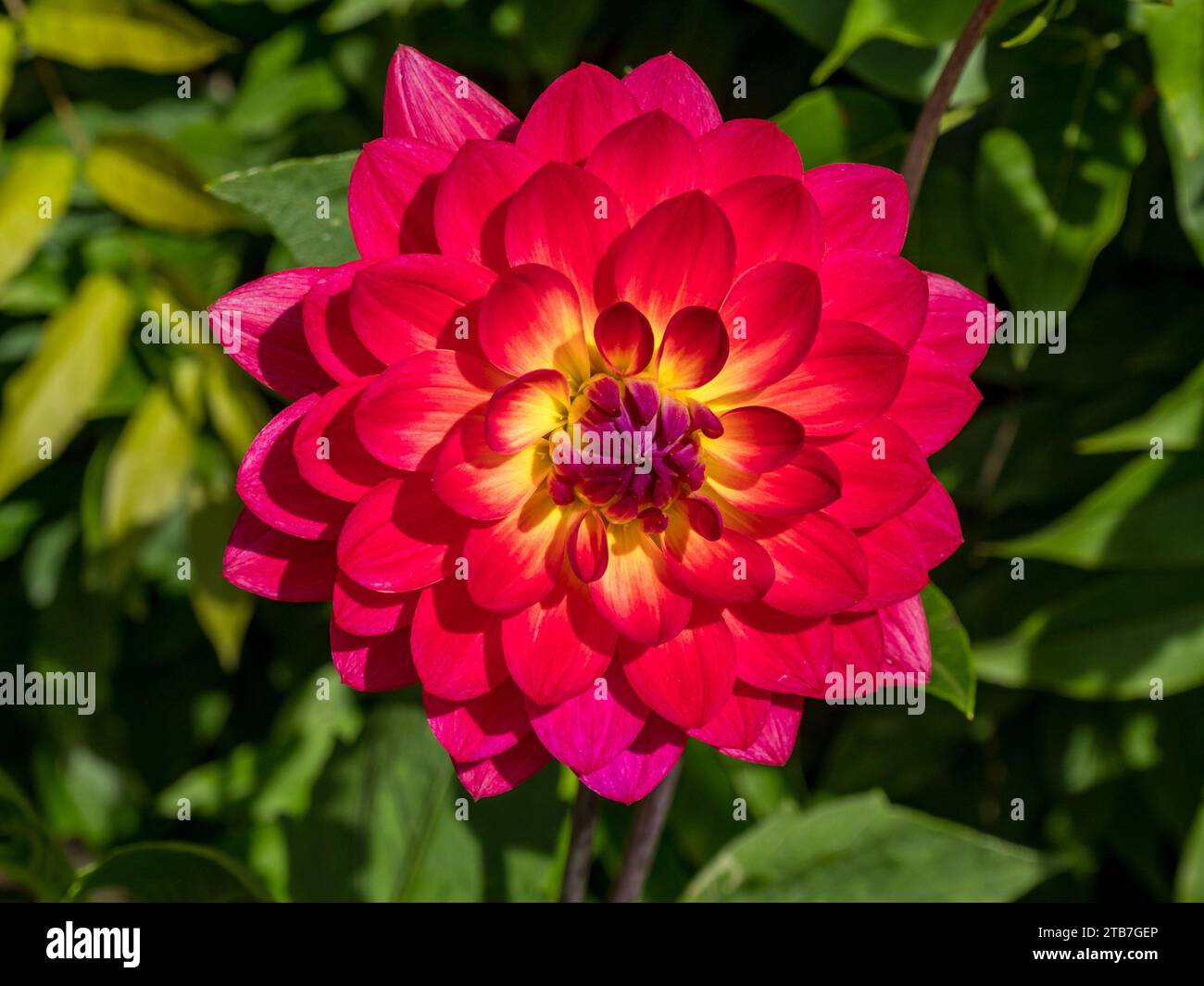 Einzelne hellrote und gelbe Dahlia „Kilburn Glow“ Blüte im August, Derbyshire, England, Großbritannien Stockfoto