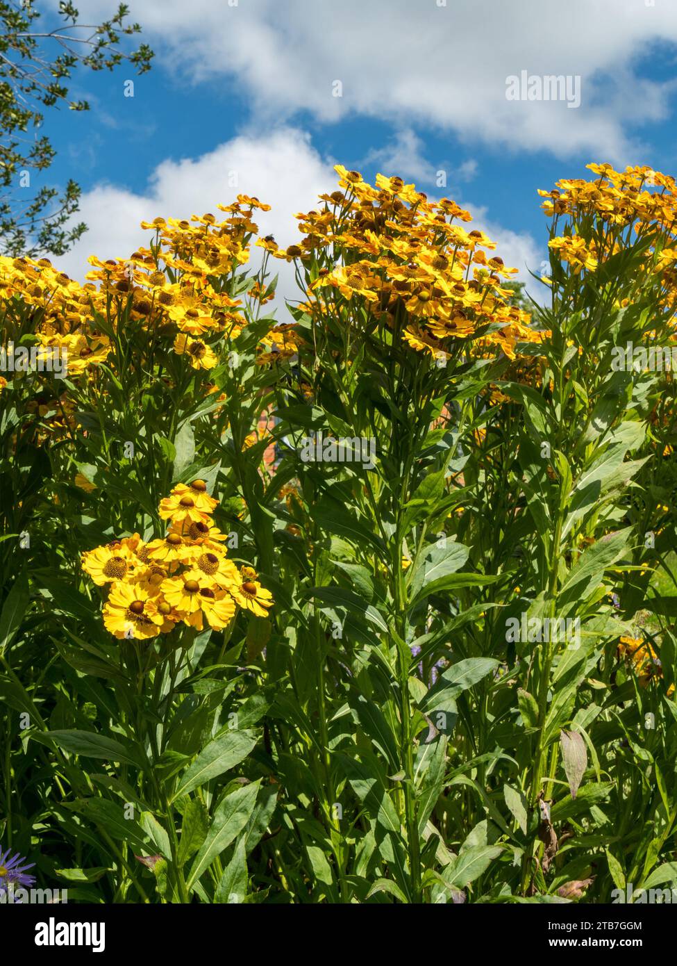 Hellgelbes Helenium 'Zimbelstern' Sneezeweed Flowers, Northamptonshire, England, Großbritannien Stockfoto
