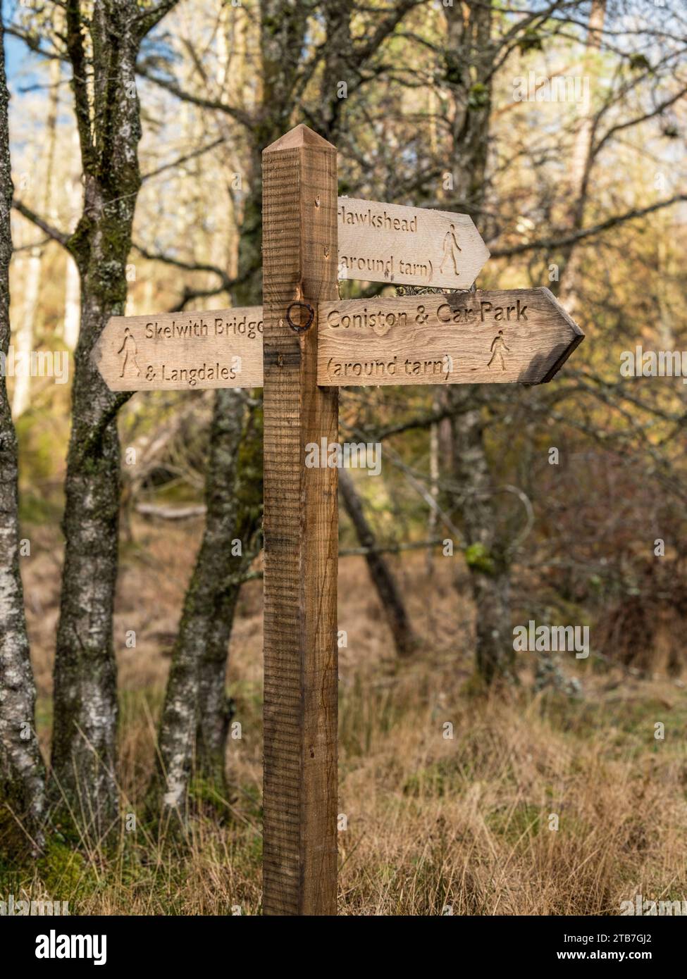 Neues hölzernes Fingerpfeilschild in der Nähe von Tarn Hows an der Kreuzung der Fußwege nach Hawkshead, Coniston, Skelwith Bridge, Cumbria, England, UK Stockfoto