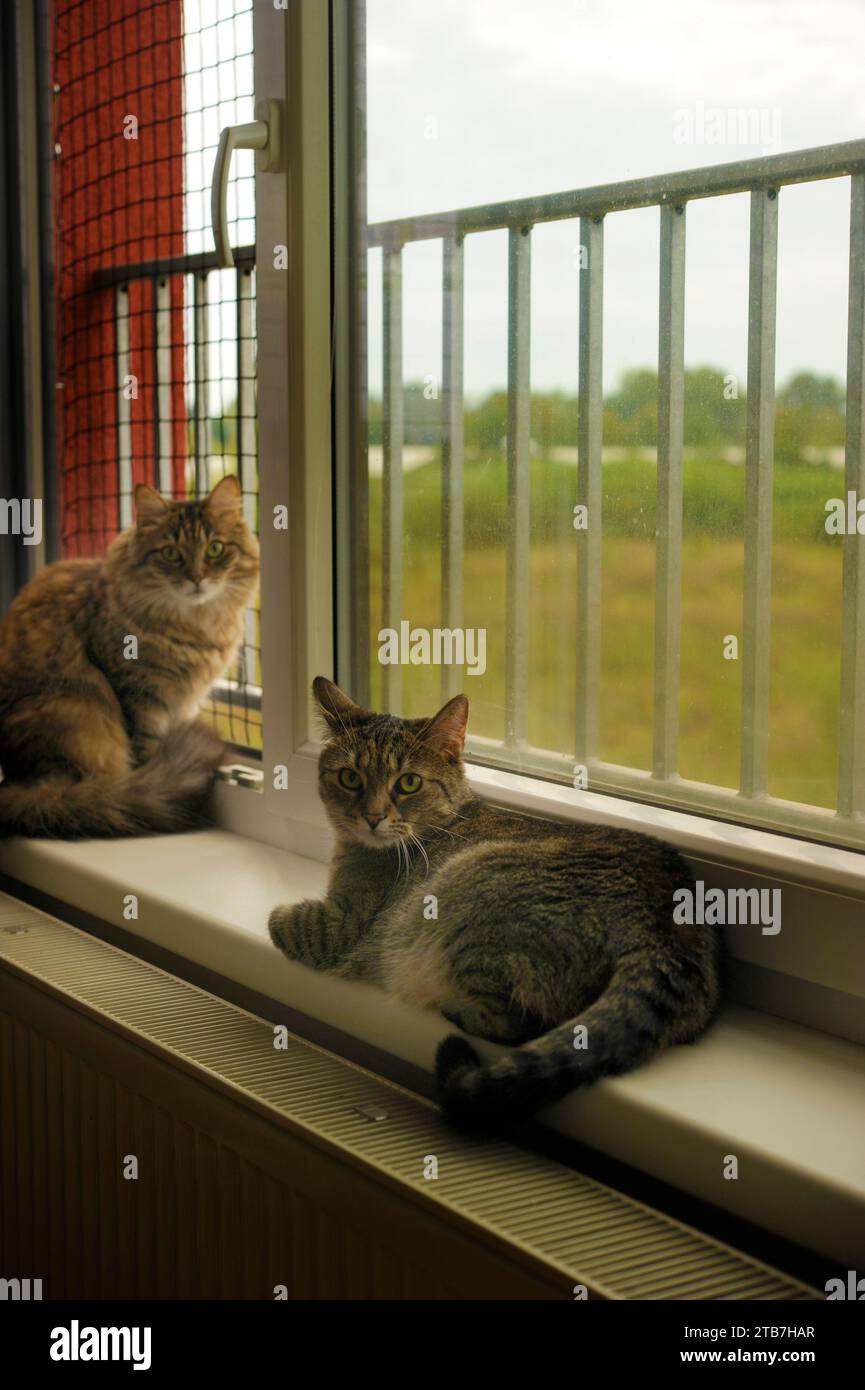 Zwei Hauskatzen am Fenster, eine Tabby und eine Kreuzung Stockfoto