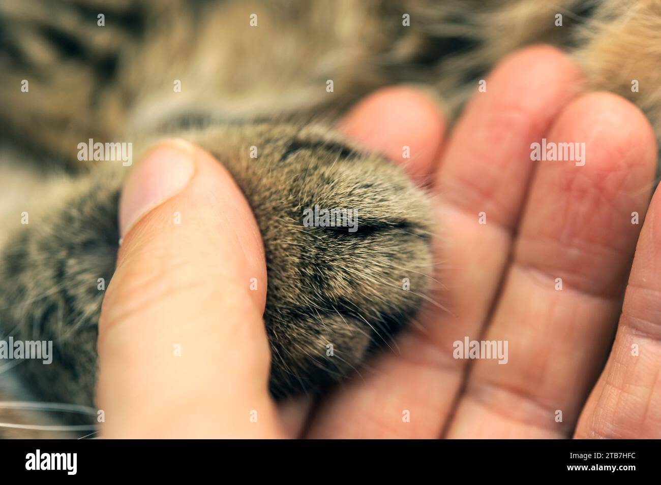 Hand hält eine Katzenpfote Stockfoto