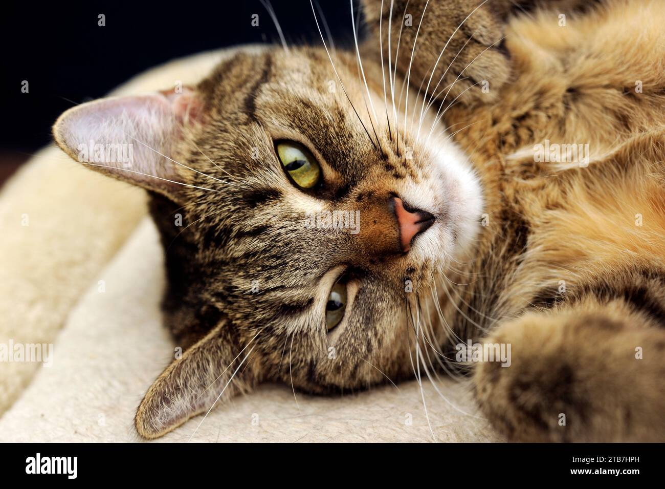 Porträt einer Hauskatze tabby Stockfoto