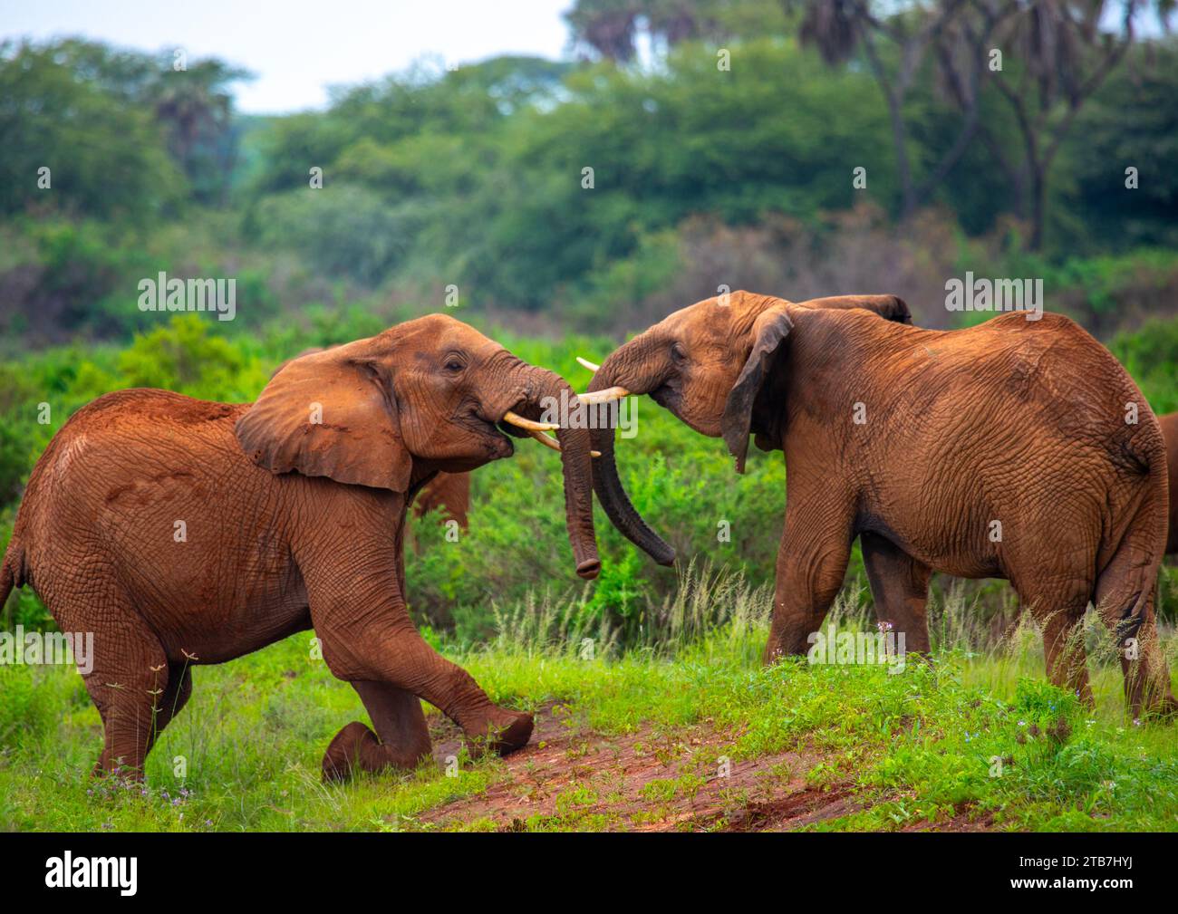 Elefanten kämpfen, Samburu County, Samburu National Reserve, Kenia Stockfoto