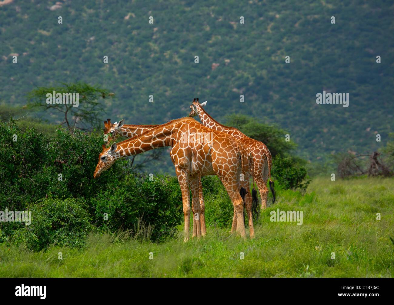 Netzgiraffen essen (Giraffa camelopardalis reticulata), Samburu County, Samburu National Reserve, Kenia Stockfoto