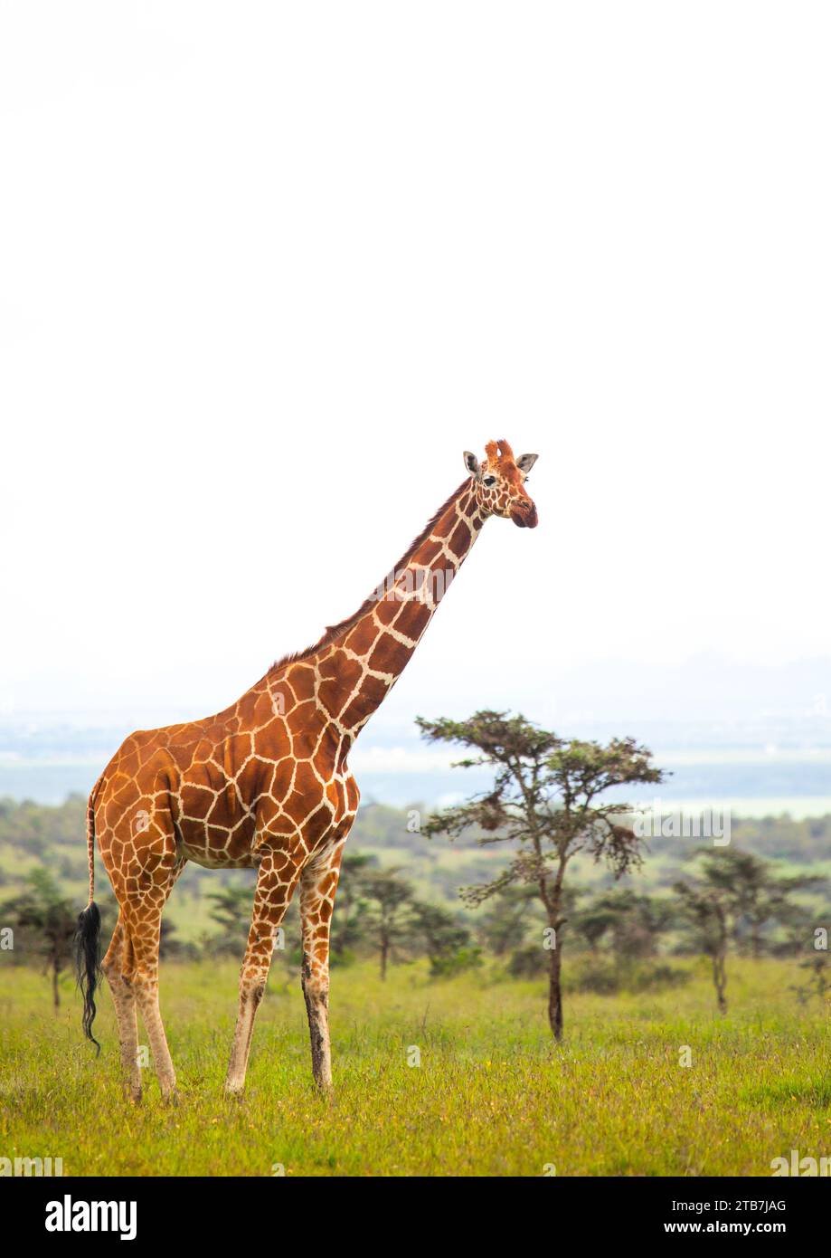 Netzgiraffe (Giraffa camelopardalis reticulata), Samburu County, Samburu National Reserve, Kenia Stockfoto