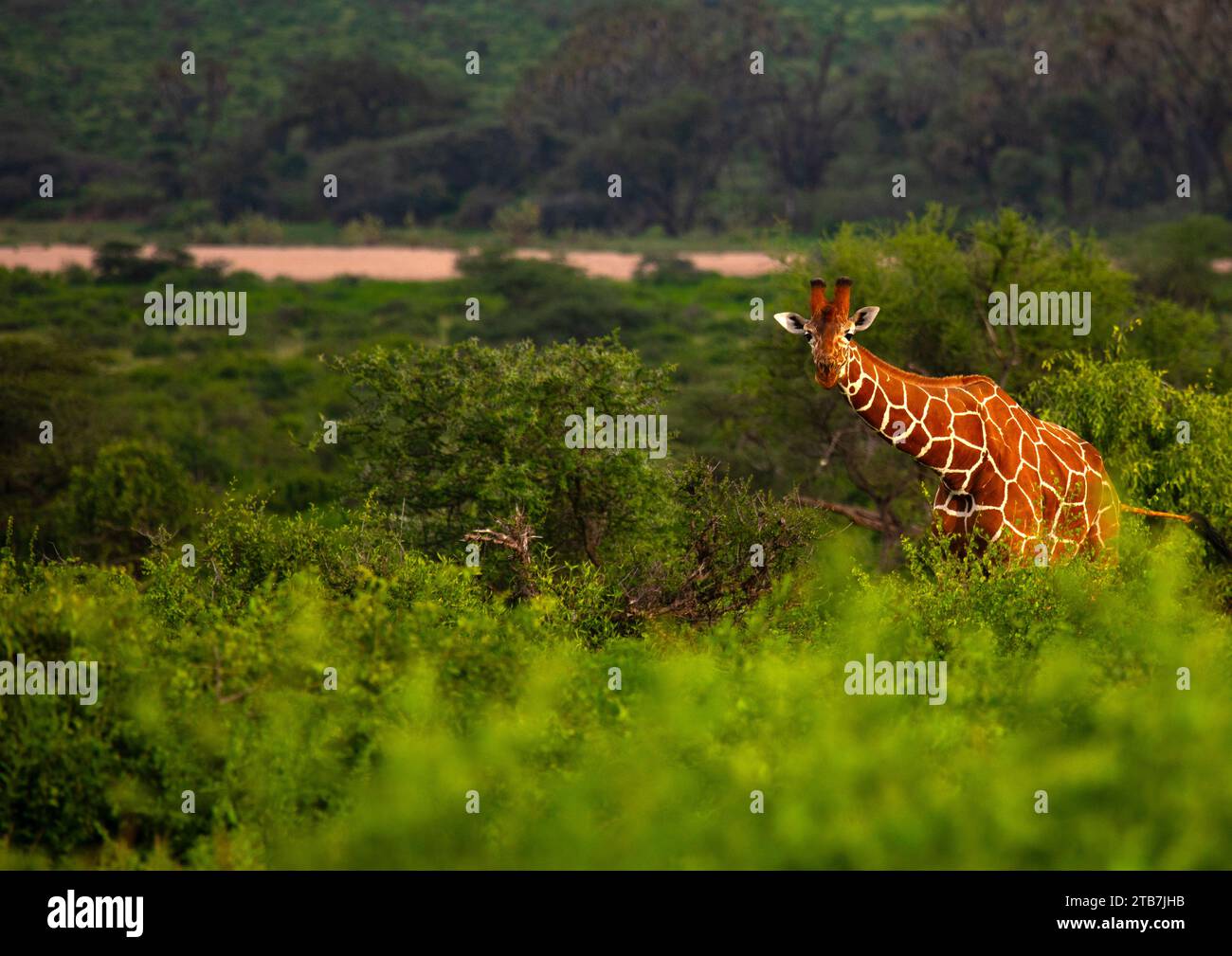 Netzgiraffe (Giraffa camelopardalis reticulata), Samburu County, Samburu National Reserve, Kenia Stockfoto