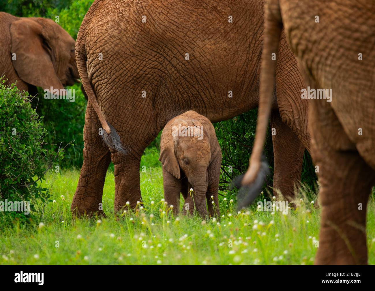 Elefantenmutter mit ihrem Baby, Samburu County, Samburu National Reserve, Kenia Stockfoto