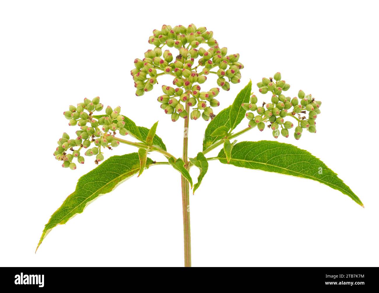 Danewort isoliert auf weißem Hintergrund, Sambucus ebulus Stockfoto