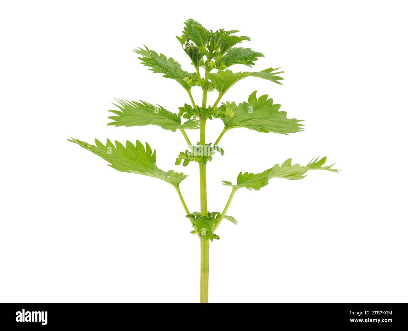Kleine Brennnessel isoliert auf weißem Hintergrund, Urtica urens Stockfoto