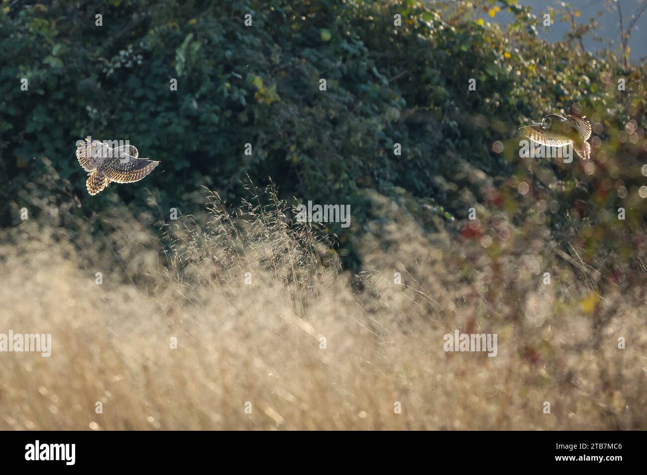 Die Eulen beteiligen sich an einem Kampftanz STAINES MOOR, ENGLAND ACTIONGELADENE Bilder vom 29. November 2023 zeigen Kurzohr-Eulen, die in einer Extraordina schweben Stockfoto