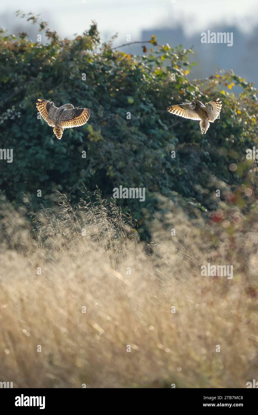 Die Eulen kämpfen um ihren Rasen STAINES MOOR, ENGLAND ACTIONGELADENE Bilder vom 29. November 2023 zeigen kurzohrige Eulen, die in einem außergewöhnlichen F schweben Stockfoto