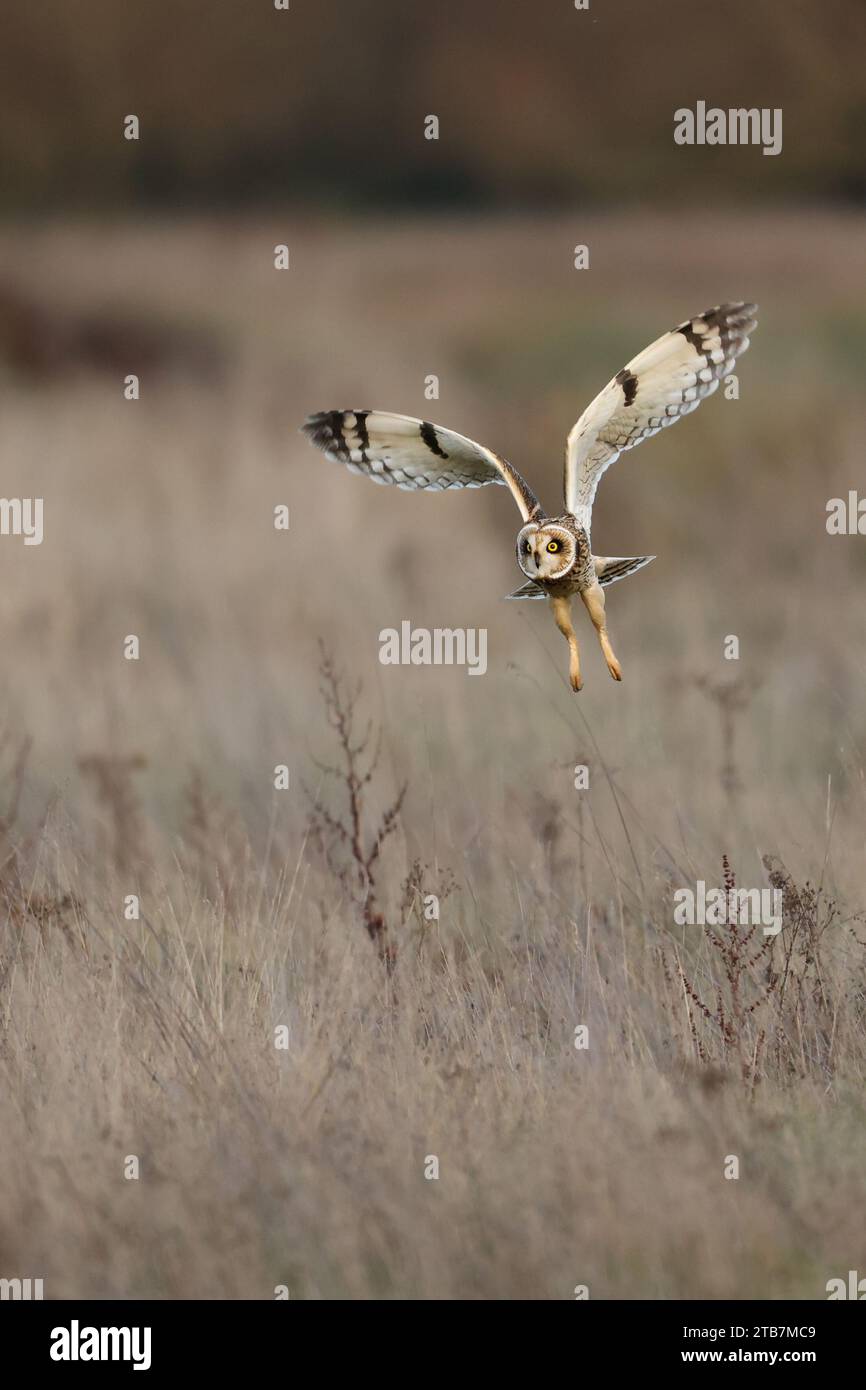 Eine Eule stürzt für das Kill STAINES MOOR, ENGLAND ACTIONGELADENE Bilder vom 29. November 2023 zeigen kurzohrige Eulen, die in einem außergewöhnlichen F schweben Stockfoto