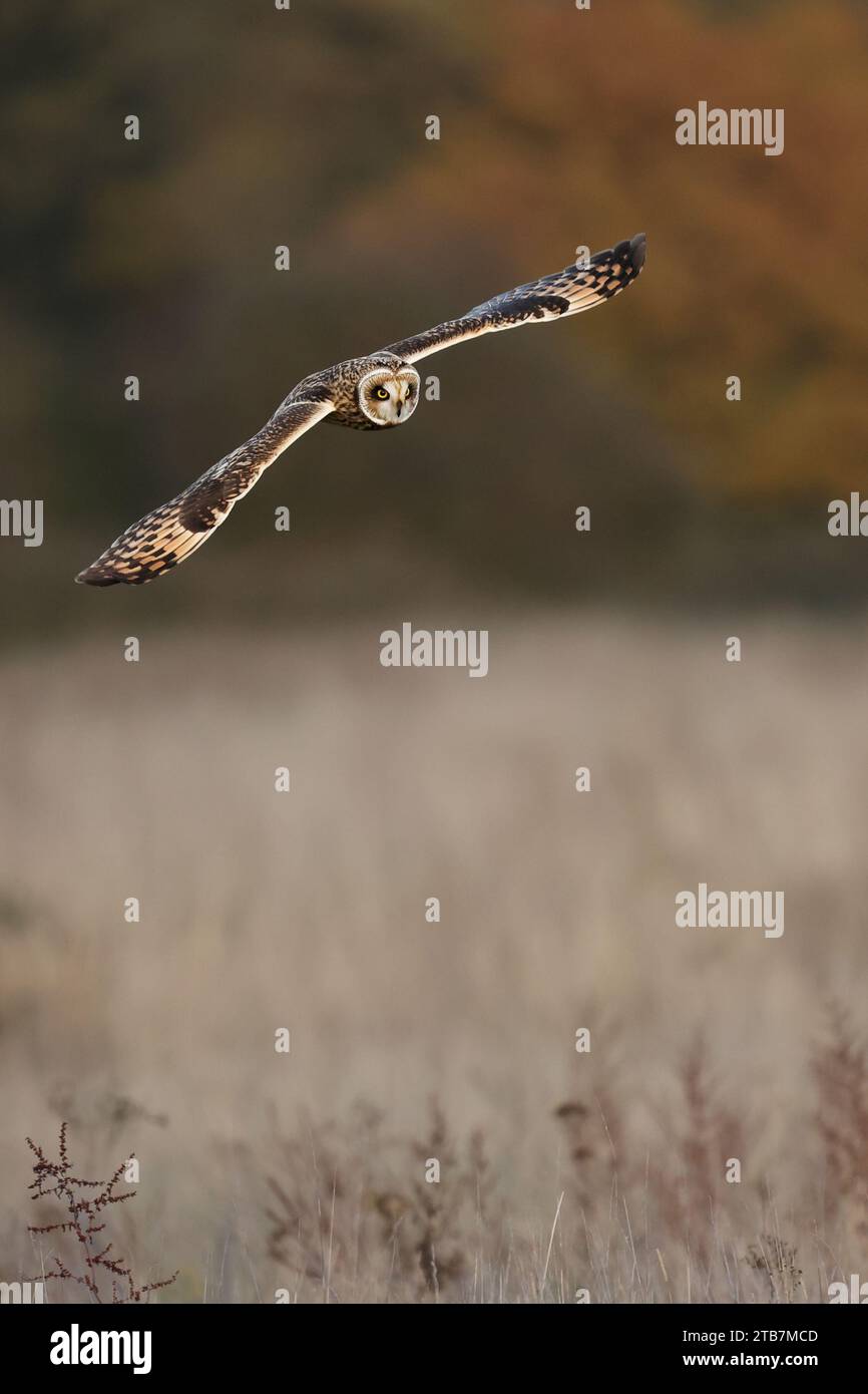 Die Eule auf der Jagd STAINES MOOR, ENGLAND, ACTIONGELADENE Bilder, die am 29. November 2023 aufgenommen wurden, zeigen Kurzohr-Eulen, die in einem außergewöhnlichen Fo schweben Stockfoto