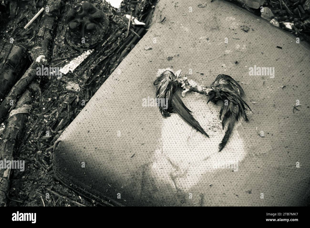 Tote Vogelflügel liegen auf einem Kissen in einem verschmutzten Fluss Stockfoto