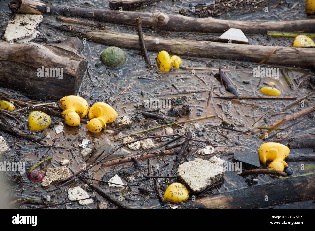 Gelbe Gummienten in einem verschmutzten Fluss Stockfoto