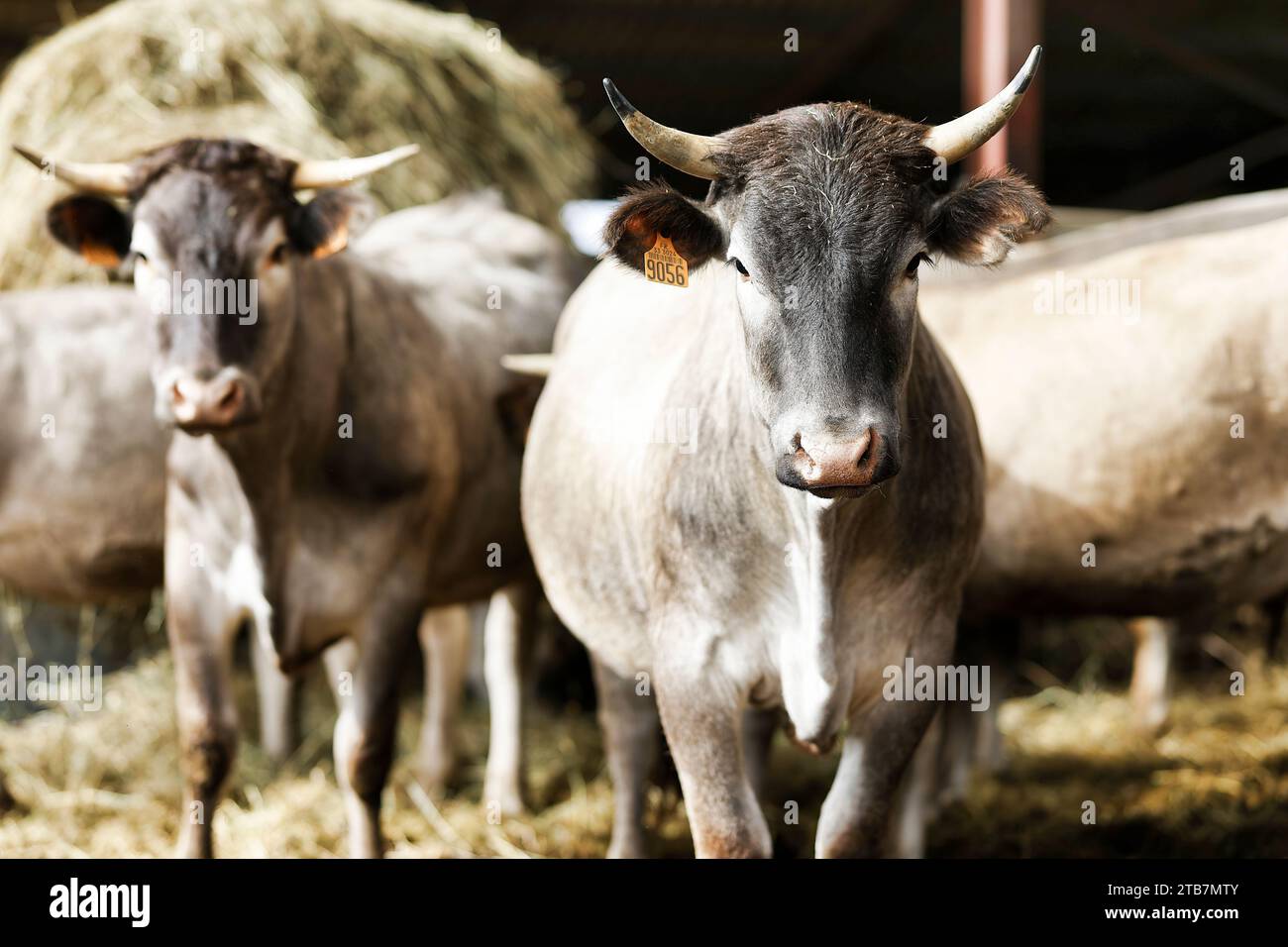 Landwirtschaft „Boeuf de Bazas“ in Gajac im Departement Gironde (Südwestfrankreich): Bazadais, eine französische Rinderrasse. Bazas Kühe, die für mich aufgezogen wurden Stockfoto