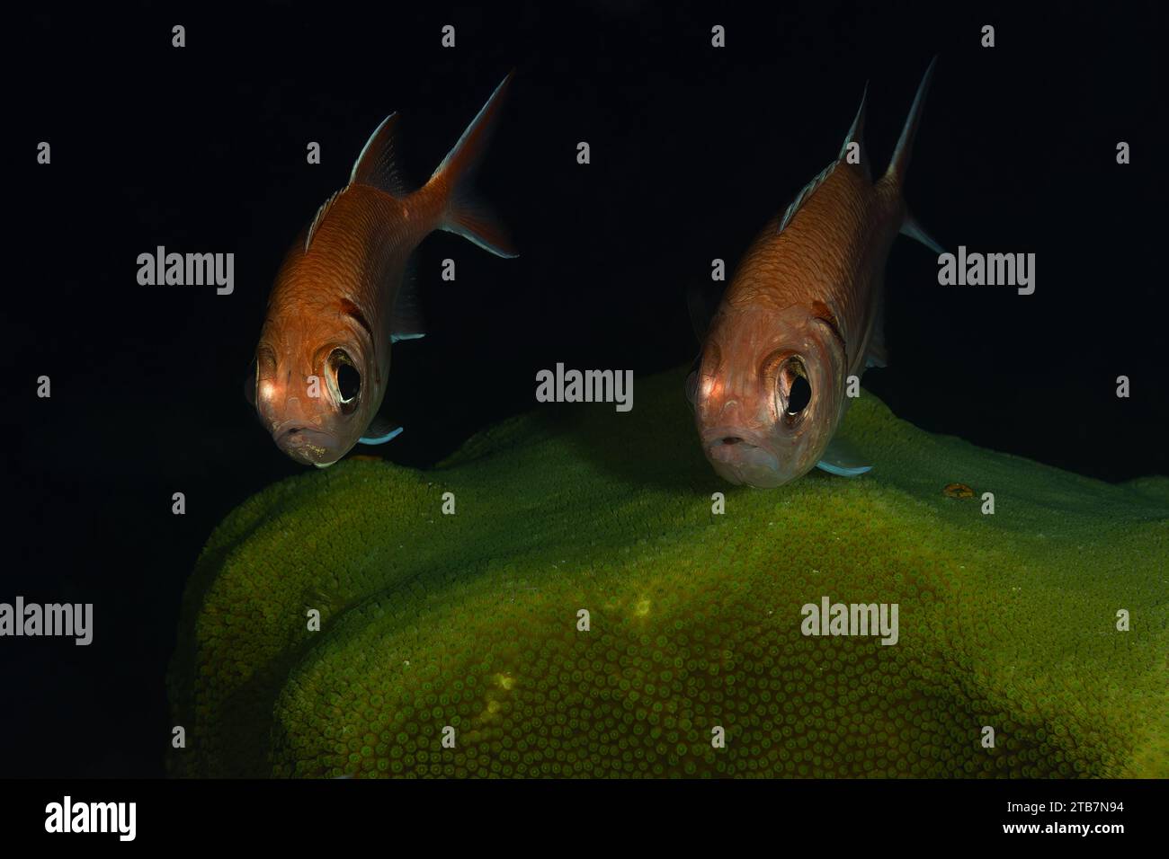 Ein Paar rötlicher Fische mit auffälligen Augen schwimmen über einem grünen Korallenriff und schaffen eine ruhige Unterwasserszene. Stockfoto