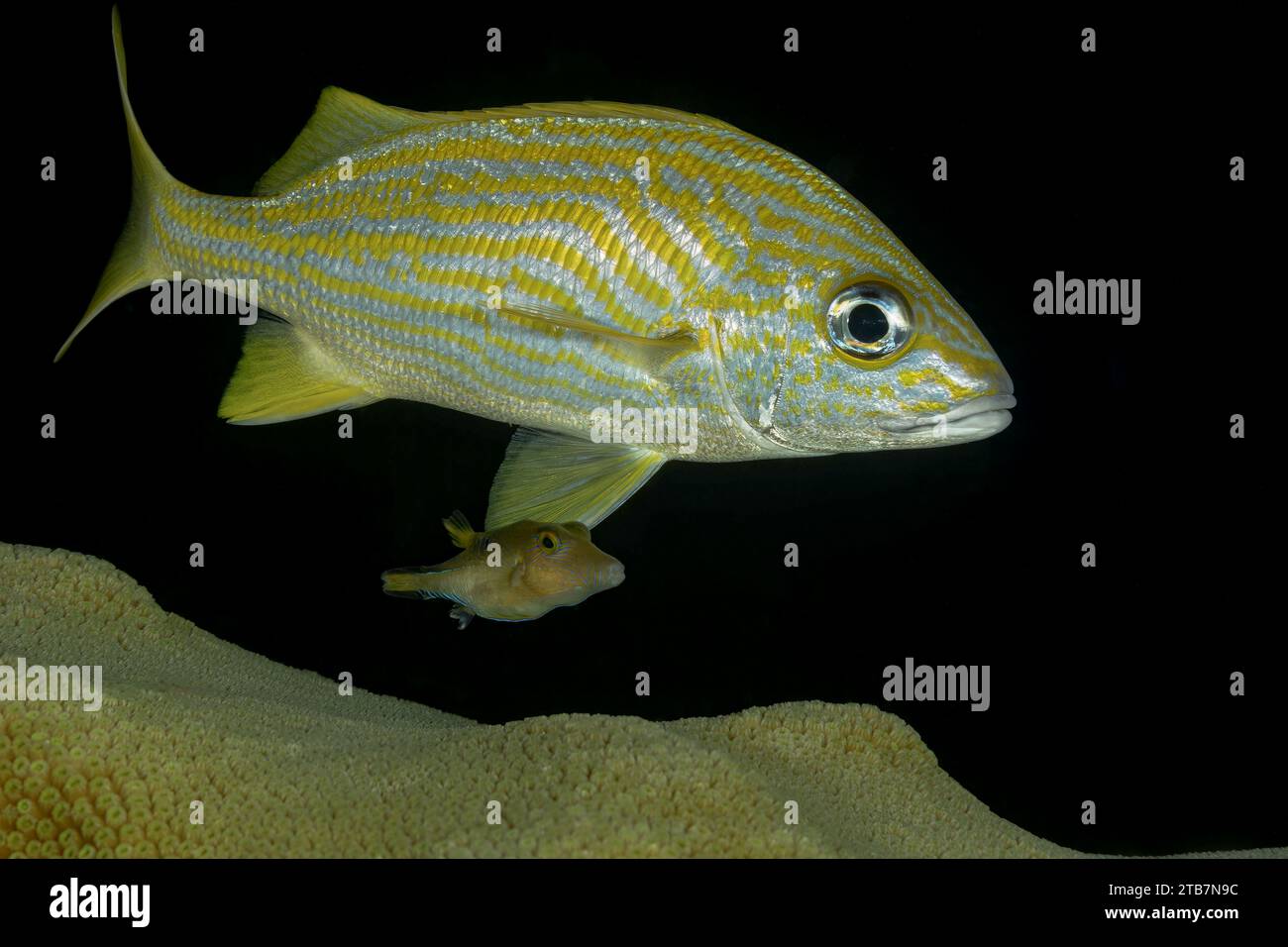 Ein lebendiger, gestreifter gelber Gruntfisch, der in seinem natürlichen Lebensraum in der Nähe eines Korallenriffs mit dunklem Hintergrund gefangen wurde. Stockfoto