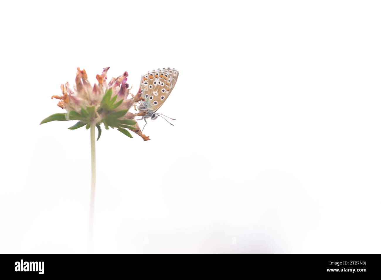 Ein sanfter Schmetterling thront elegant auf einer blühenden Blume, vor einem weichen, reinweißen Hintergrund, der ein Gefühl von Ruhe und natürlicher Schönheit weckt Stockfoto
