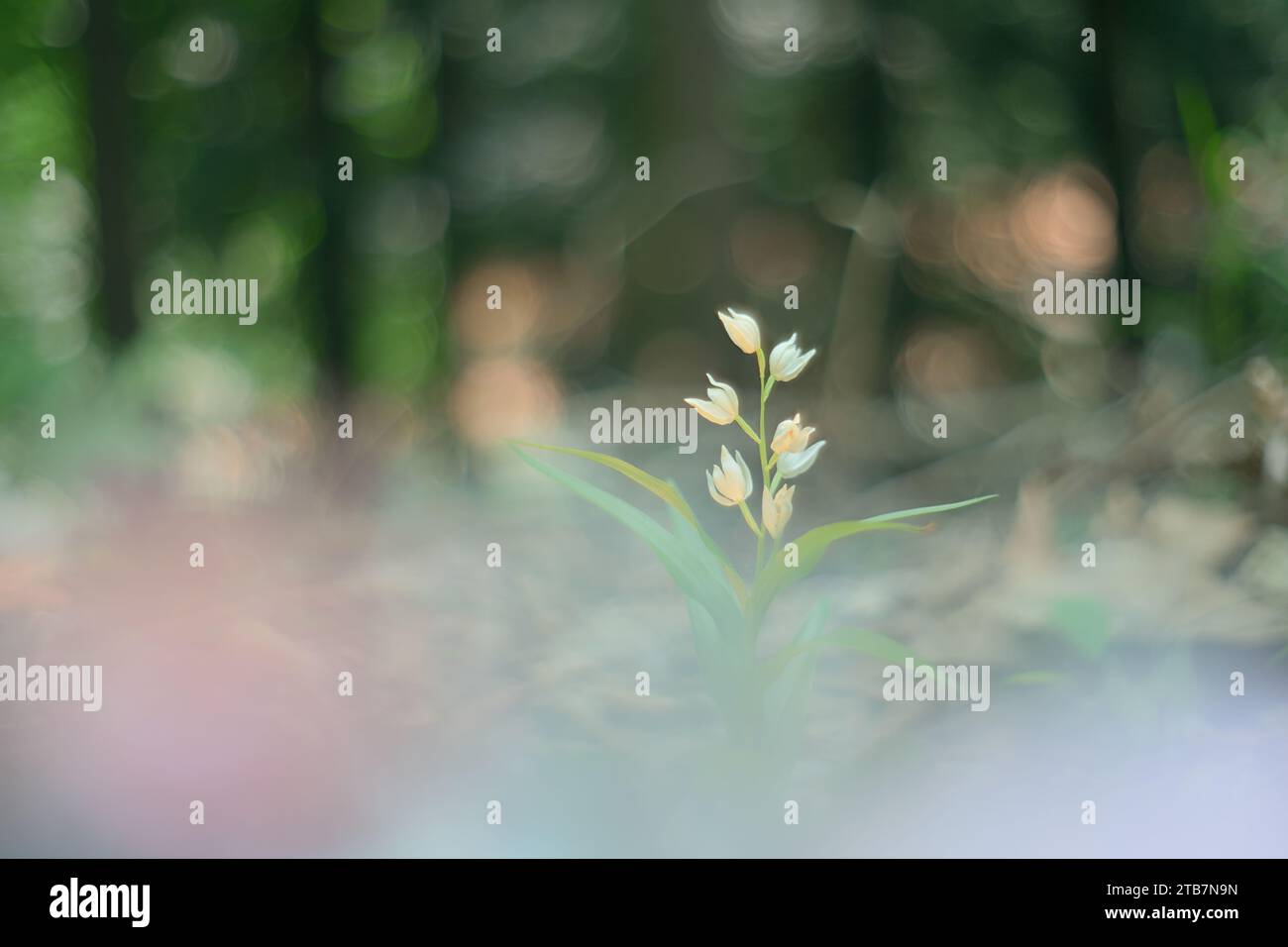Eine zarte Wildblume blüht inmitten einer traumhaften, verschwommenen Waldkulisse und vermittelt ein Gefühl von Ruhe und natürlicher Schönheit Stockfoto