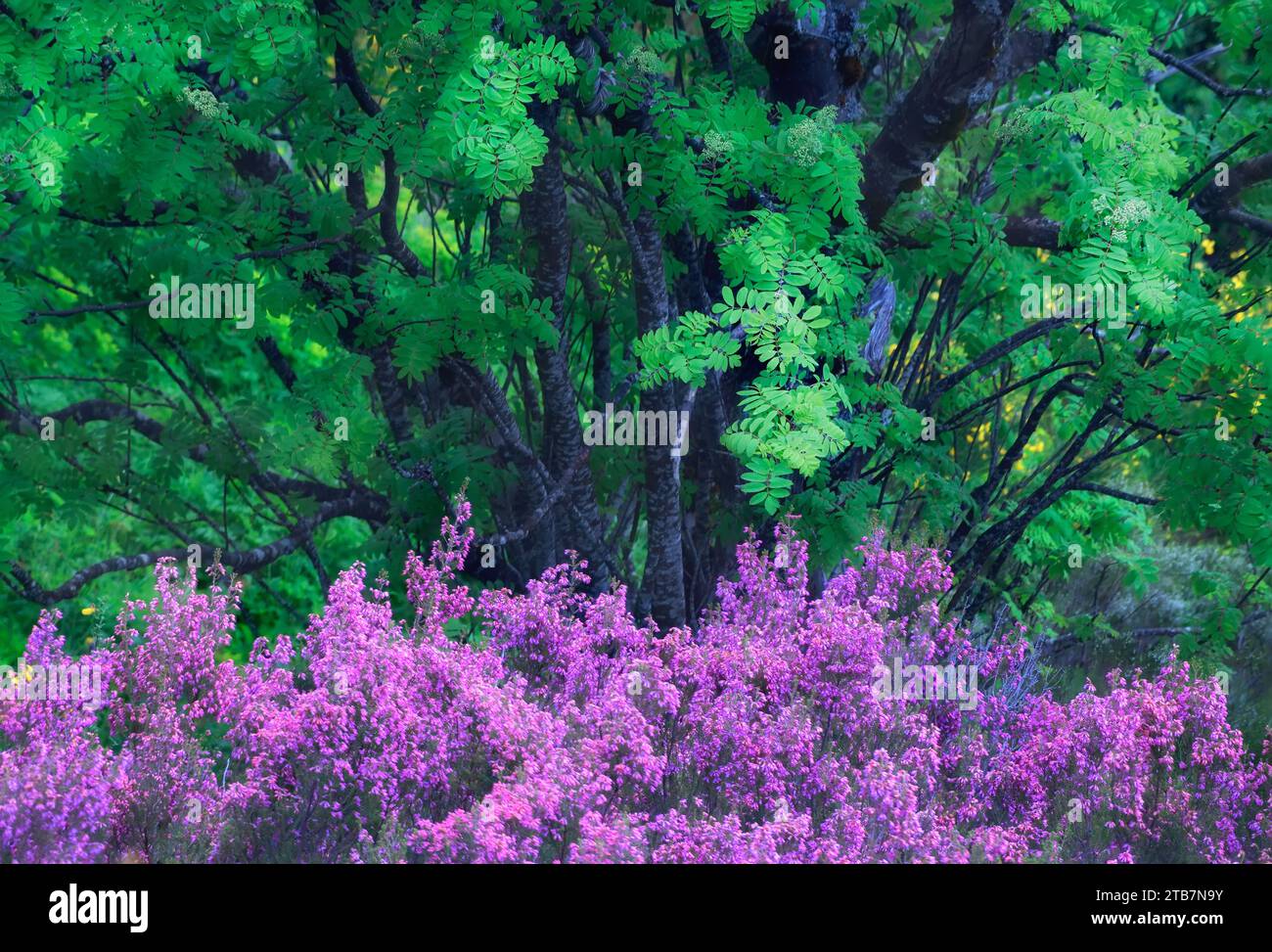 Eine idyllische Szene eines üppigen Waldes mit hellgrünem Laub auf dunklen Stämmen und leuchtend violetten Wildblumen in Blüte Stockfoto