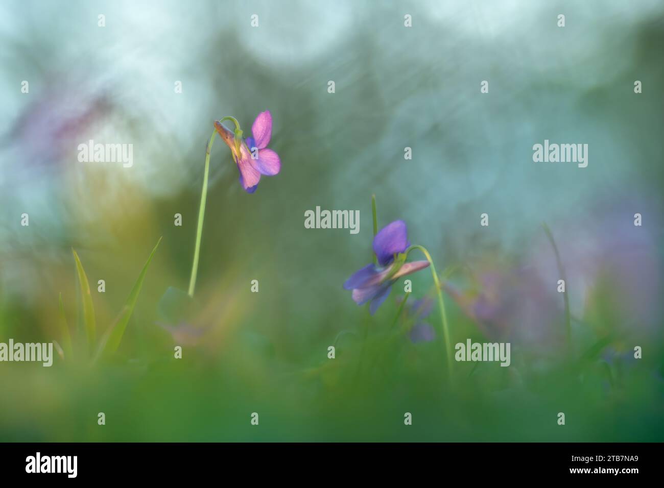 Ein ruhiges Bild, das zarte lila Wildblumen vor einem traumhaften, weichen Hintergrund aus Grün und Blau einfängt Stockfoto