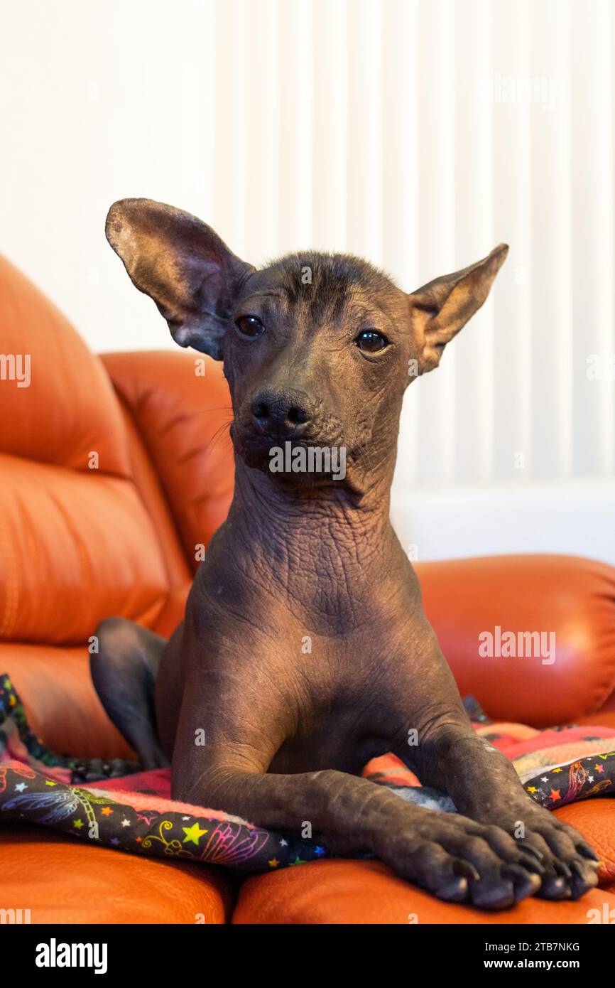 Ein junger Xoloitzcuintli-Welpe sitzt auf einem farbenfrohen Kissen auf einer orangefarbenen Ledercouch. Seine großen Ohren stehen hoch und blicken weg Stockfoto