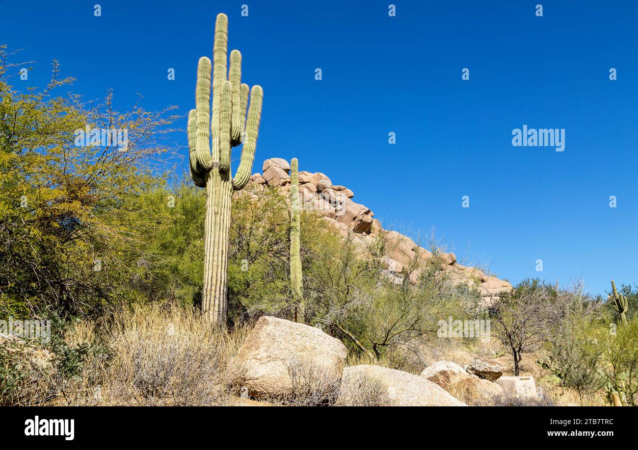 Saguaro Cactus in der Sonora-Wüste, in der Nähe von Phoenix, Arizona, USA Stockfoto