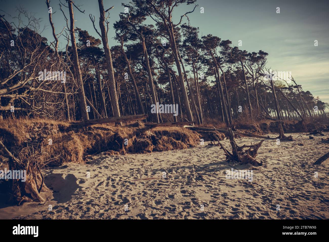 Die knorrigen Kiefern von Weststrand Ahrenshoop in Prerow, die Wächter entlang der Sanddünen stehen, erzählen eine stille Geschichte der wilden Ostseeküste Stockfoto