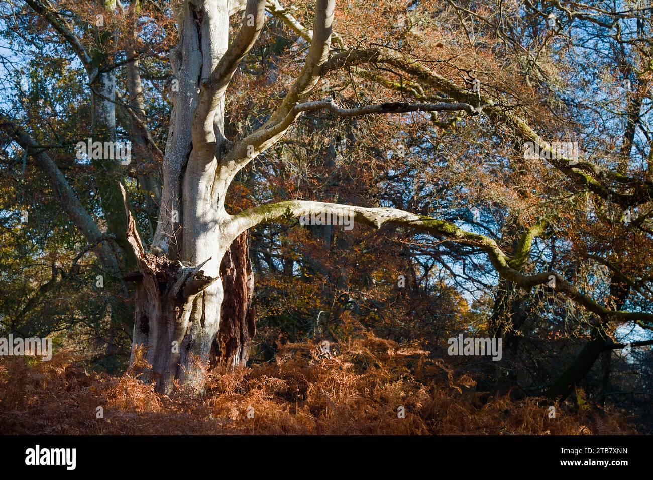 Alte Königin des Waldes, gemeiner Buche, Fagus sylvatica, im Herbst im New Forest UK Stockfoto